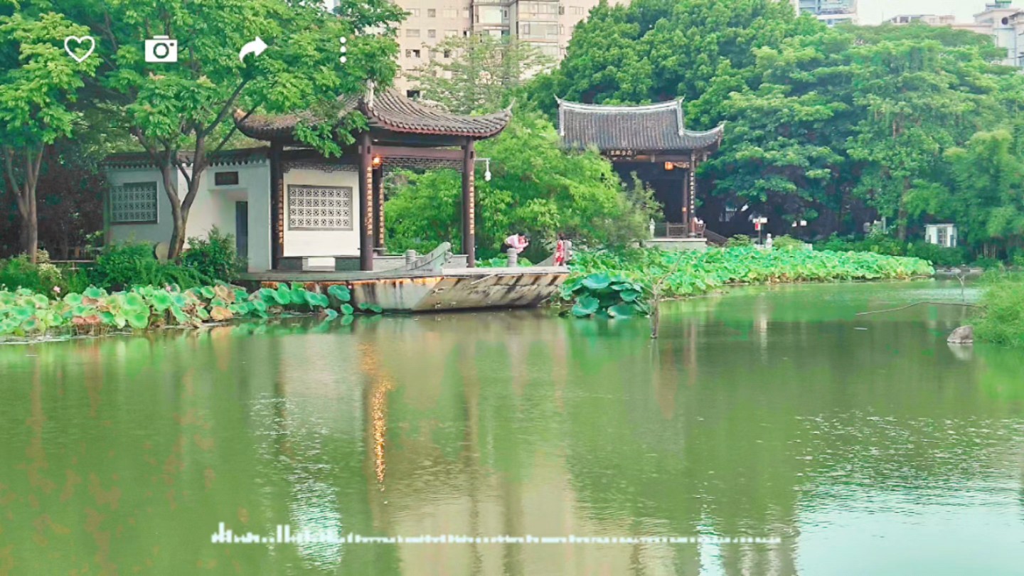 夏日赏荷正当时