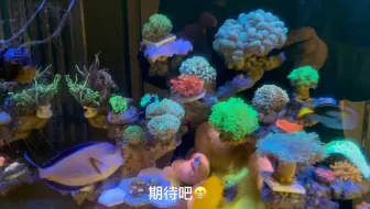 每天介绍一种珊瑚 蛙卵珊瑚 海水鱼珊瑚 海缸 观赏鱼 哔哩哔哩 Bilibili