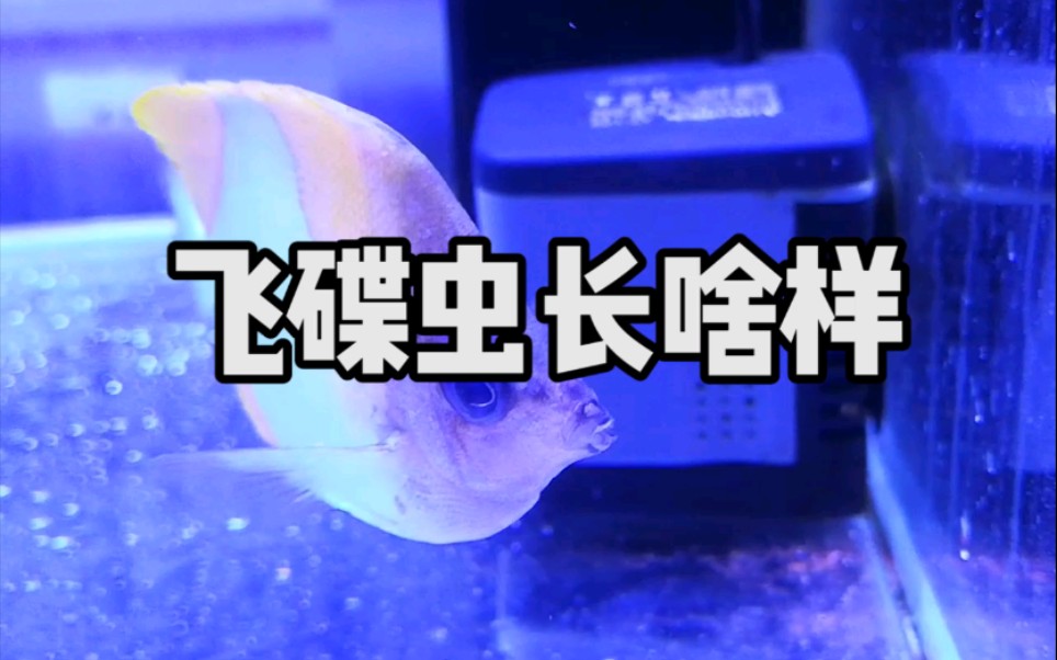活动作品海水珊瑚缸飞碟虫的样子