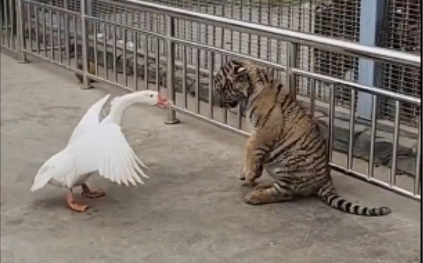 小老虎被大鹅啄得连连后退,吓出飞机耳.