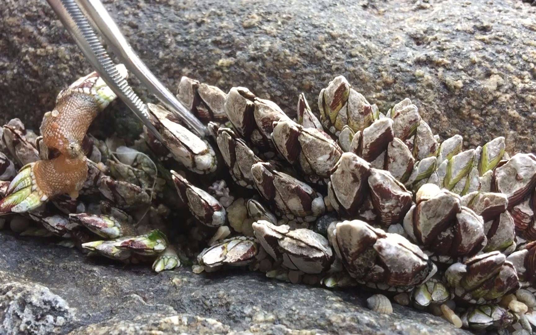 闲牛赶海又找到了一大窝极品佛手螺,这次可慢慢拔过瘾,有口福了