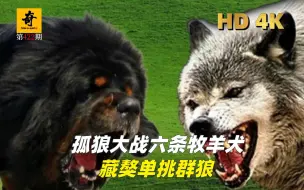 Download Video: 纪录片解说，孤狼大战六条牧羊犬，藏獒勇猛单挑群狼