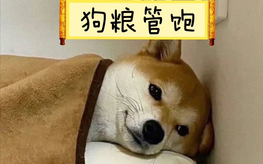 这碗狗粮,我先干为敬!