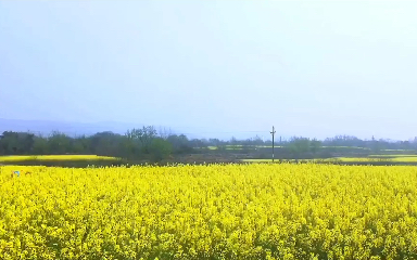 荆门油菜花2021图片