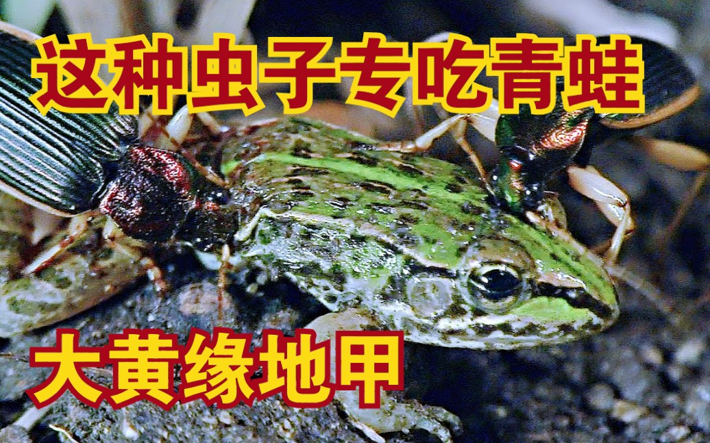 青蛙的天敌居然是一只虫子?!大黄缘地甲,专门捕食青蛙的虫子!【4K超清】哔哩哔哩bilibili