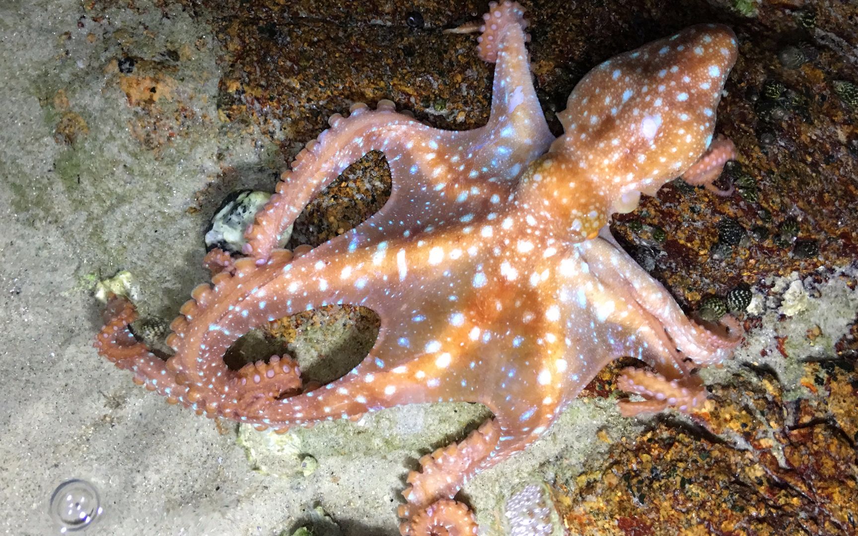 闲牛晚上来抓好货,遇到三只少见的红色八爪鱼,这赶海运气太好了