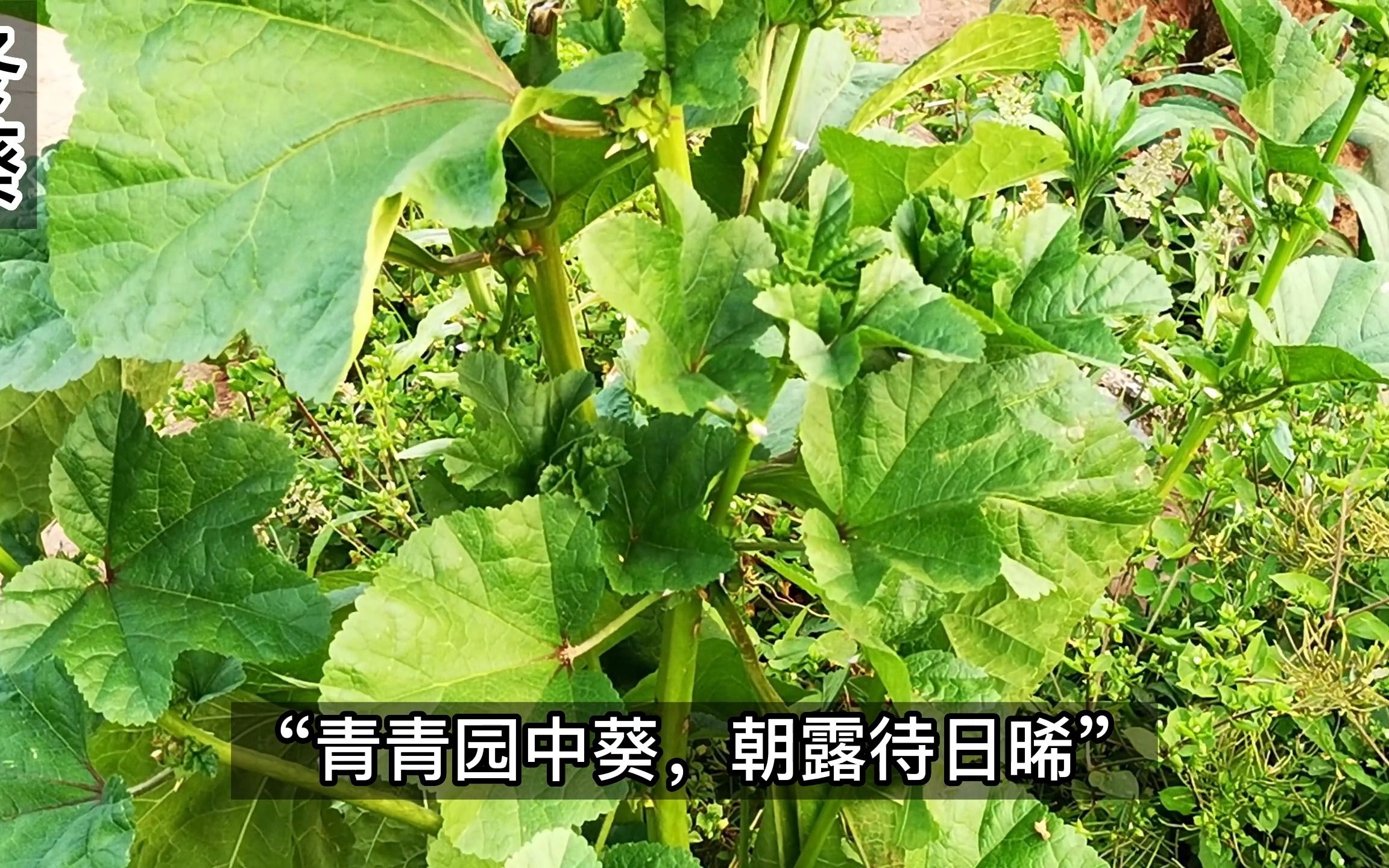 冬葵在古代有百菜之主的美誉,是如何沦为野菜的呢?哔哩哔哩bilibili