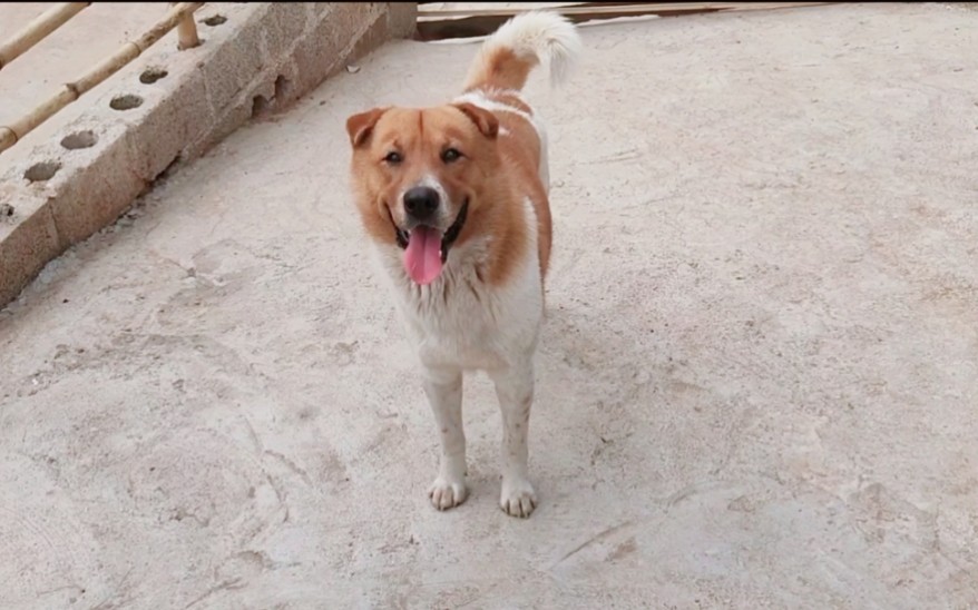 土狗子听到主人要带它去水库洗澡,高兴坏了,到了水库已经见它在水里了