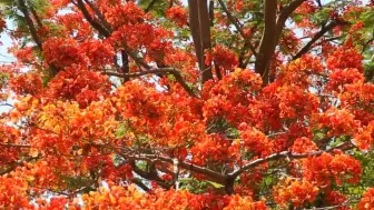 下载视频: 致此鲜花赠自己   纵马踏花向自由