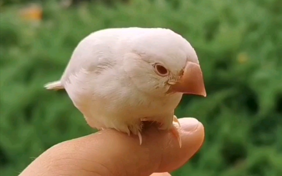 【文鸟/红眼银文】本窝最后一只小美女也要去找新主人去啦,稍有失落