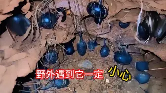 一定小心！这种生物遇到了别伸手掏