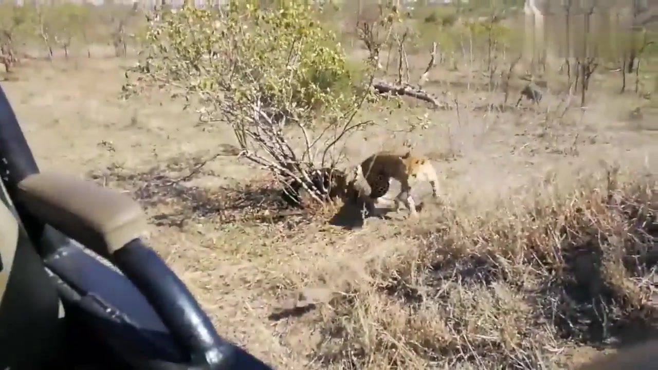 [图]可怜的小疣猪，在家里被豹子偷袭，疣猪妈妈救不了孩子急得来回跑