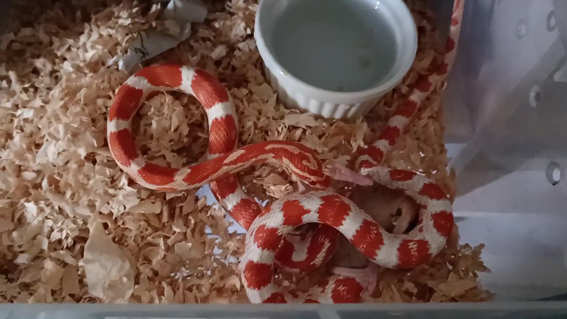 糖果玉米蛇现在会脚绞刹的玉米不多了吧