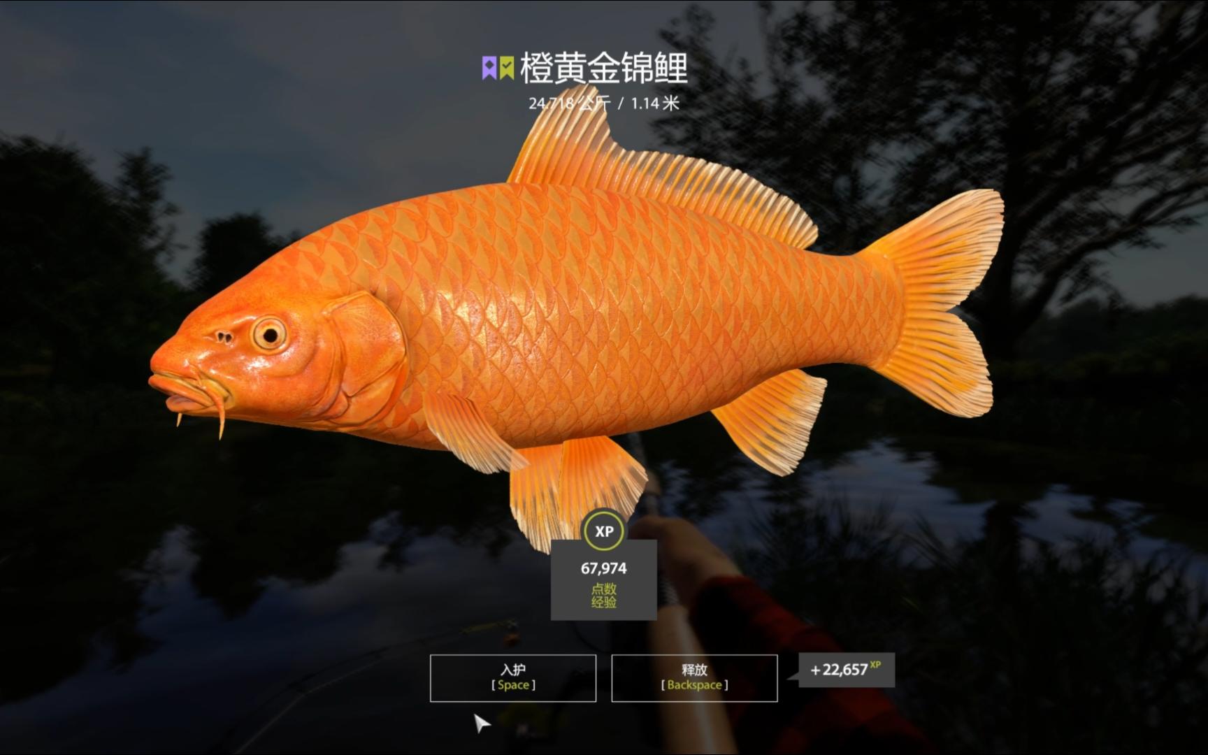 【俄罗斯钓鱼4】橙黄金锦鲤,自己看吧