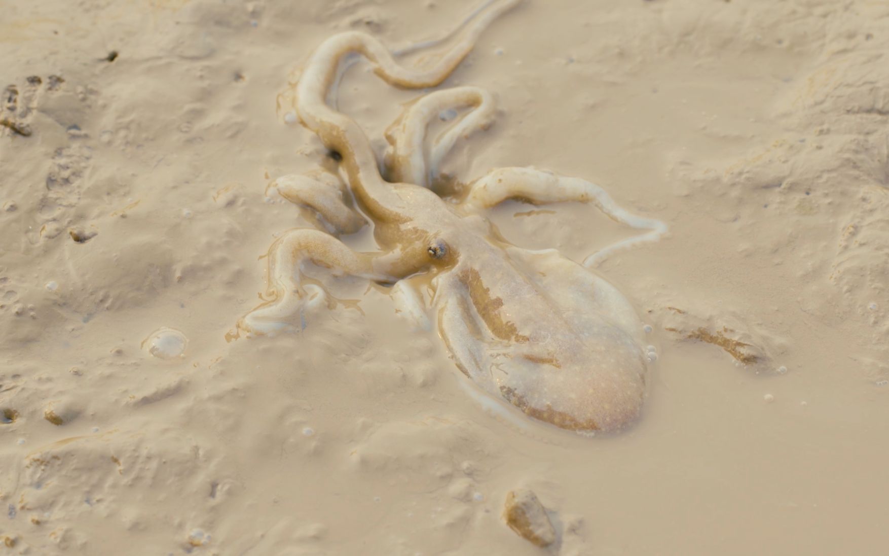 活动作品章鱼的智商再高也逃不过他的手掌心