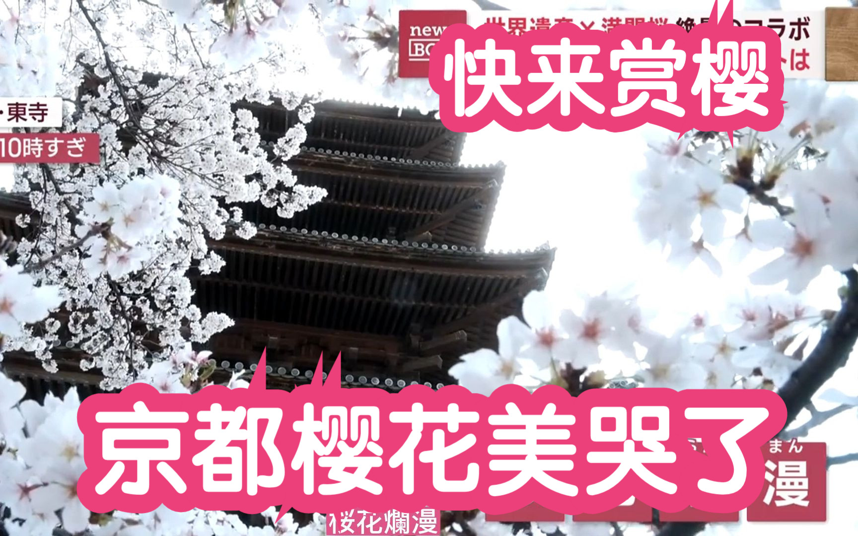 [图][中日双字]京都的樱花美哭我了~~~