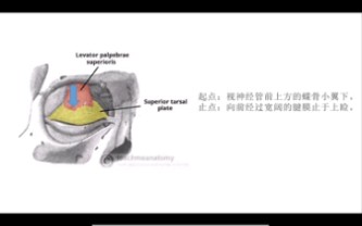 上睑提肌,死鱼眼的原因哔哩哔哩bilibili