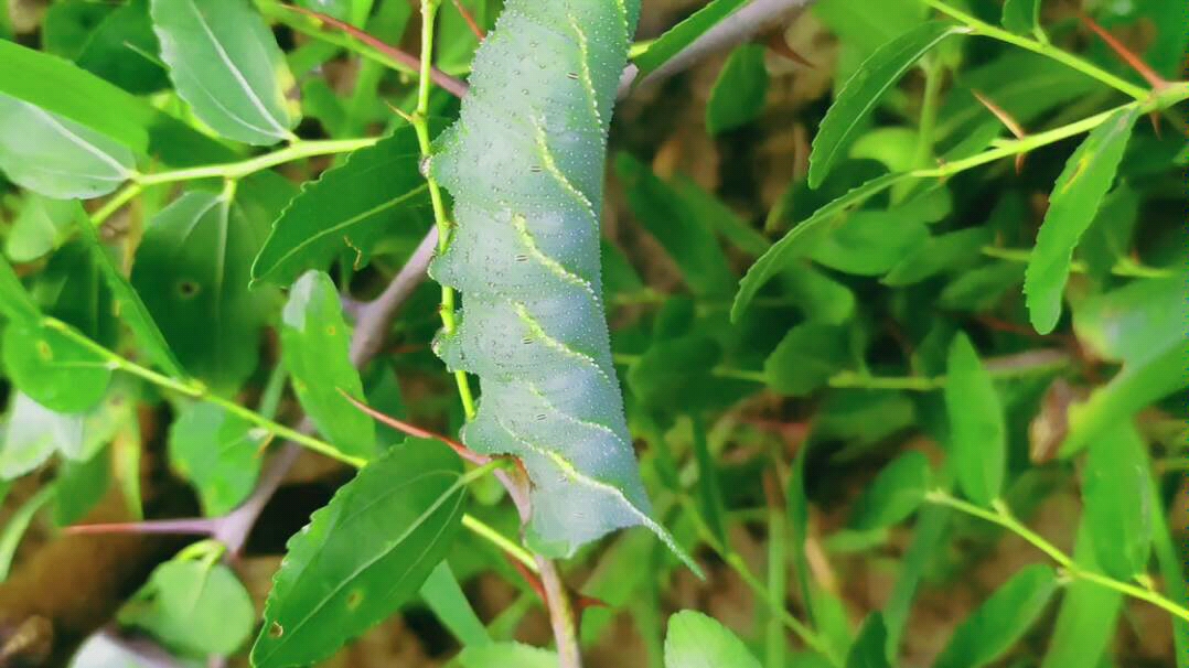 这是什么爆浆虫