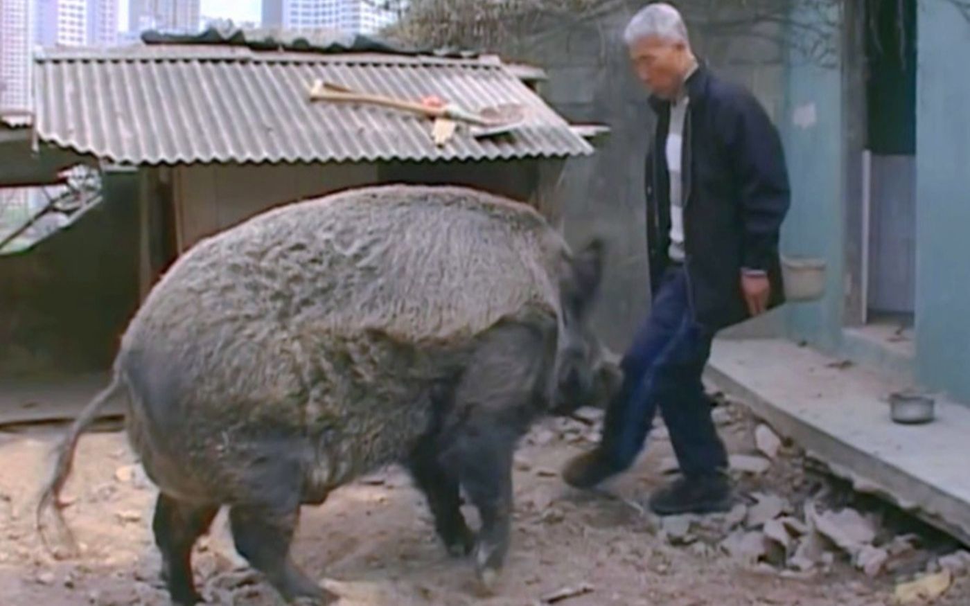 大爷每天骑野猪上街买菜,拉不拉风!