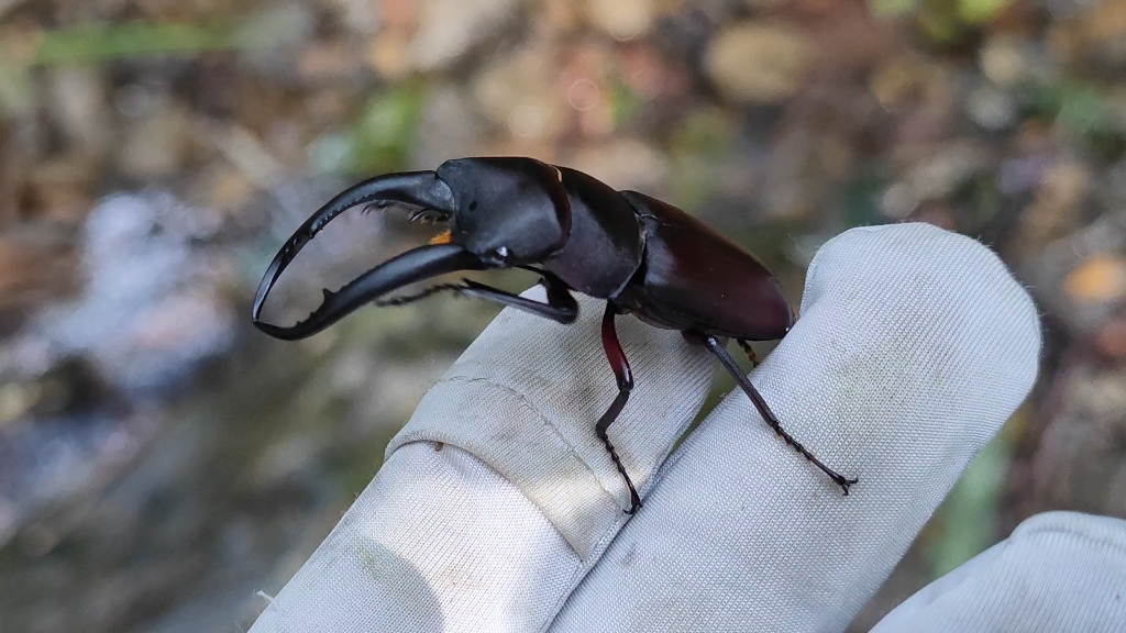 狭长前锹甲_哔哩哔哩_bilibili