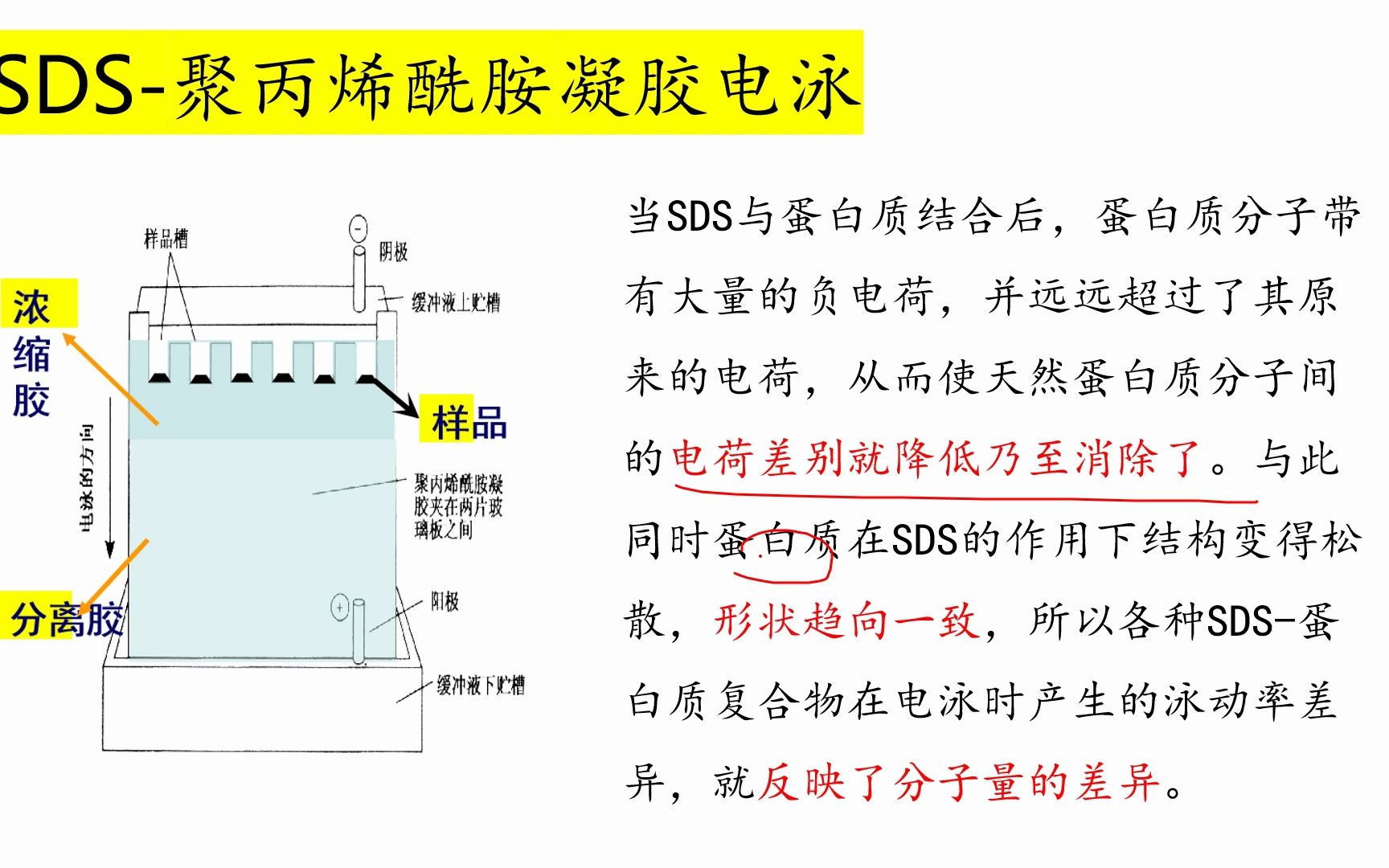 【生化试验技术】(8)SDS聚丙烯酰胺凝胶电泳哔哩哔哩bilibili