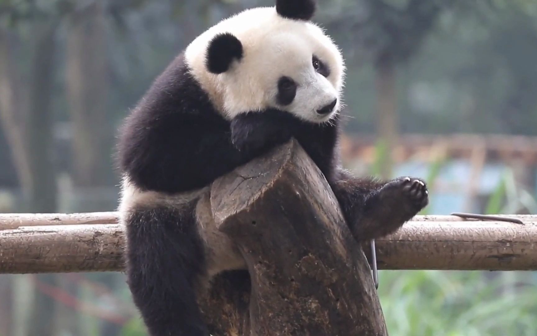 活动作品熊猫重重面对面思考熊生熊猫系列47