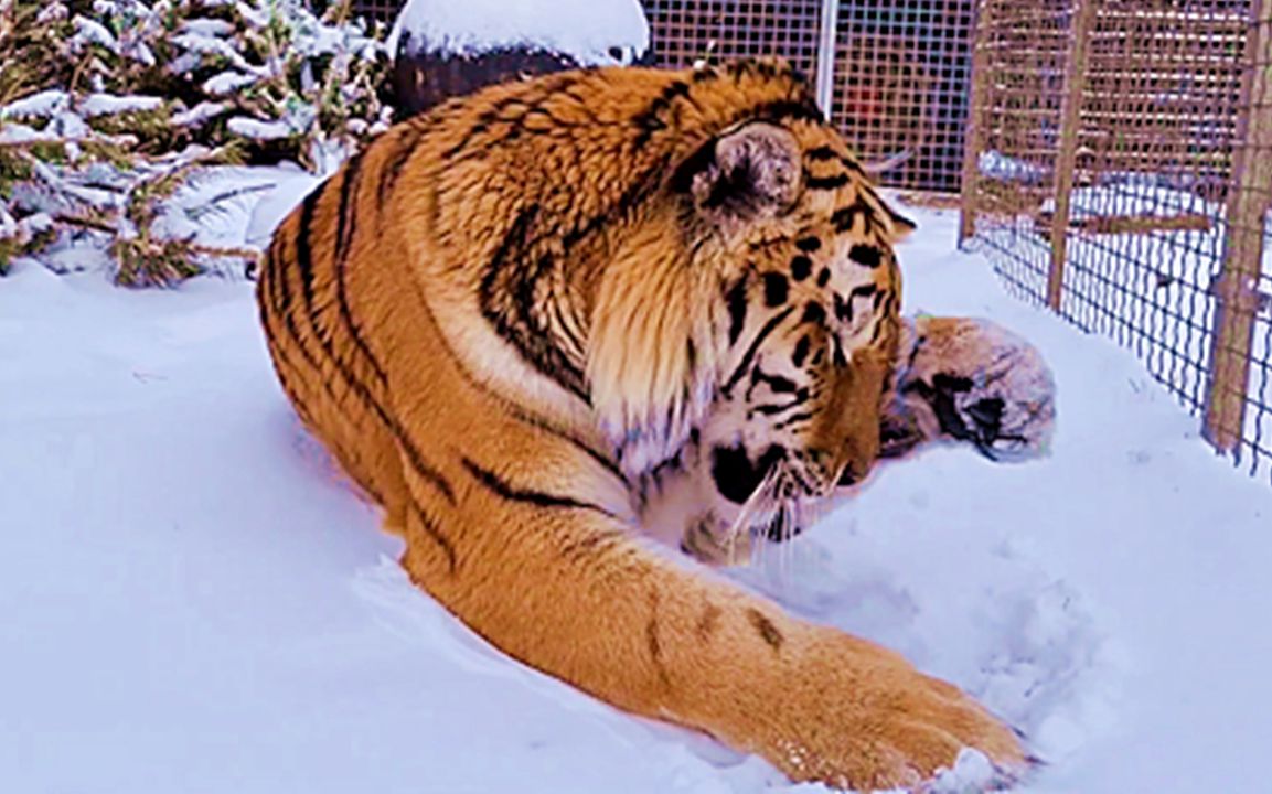 [图]老虎就是猫！洗脸动作和猫一模一样