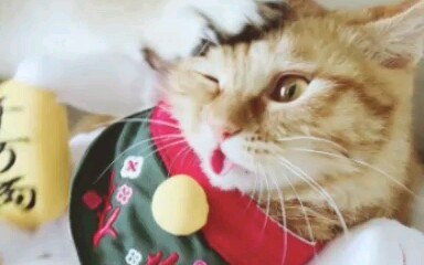 高颜值猫狗情头~快收下吧~哔哩哔哩bilibili