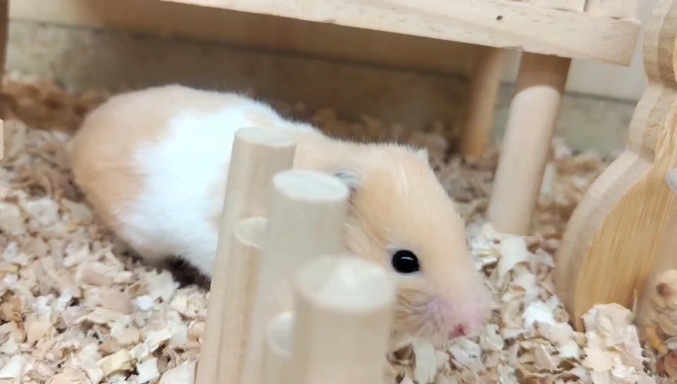 【萌宠可售,有意联系】品种:金丝熊为什么要养鼠鼠因为一些破碎的情绪