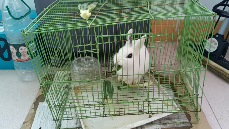 小兔子吃青菜