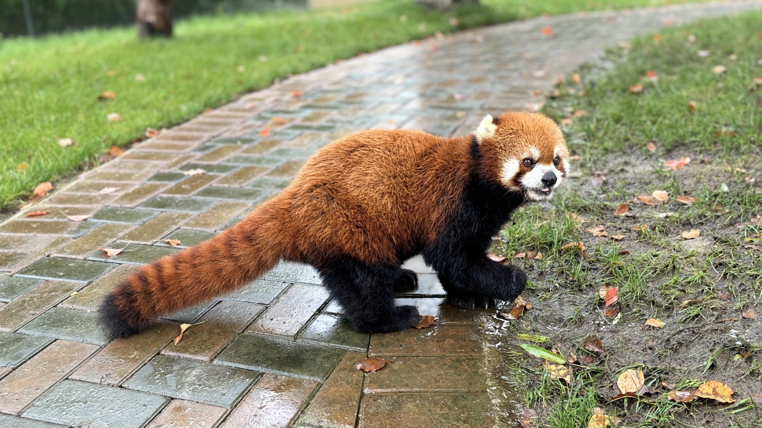 陕西小熊猫图片