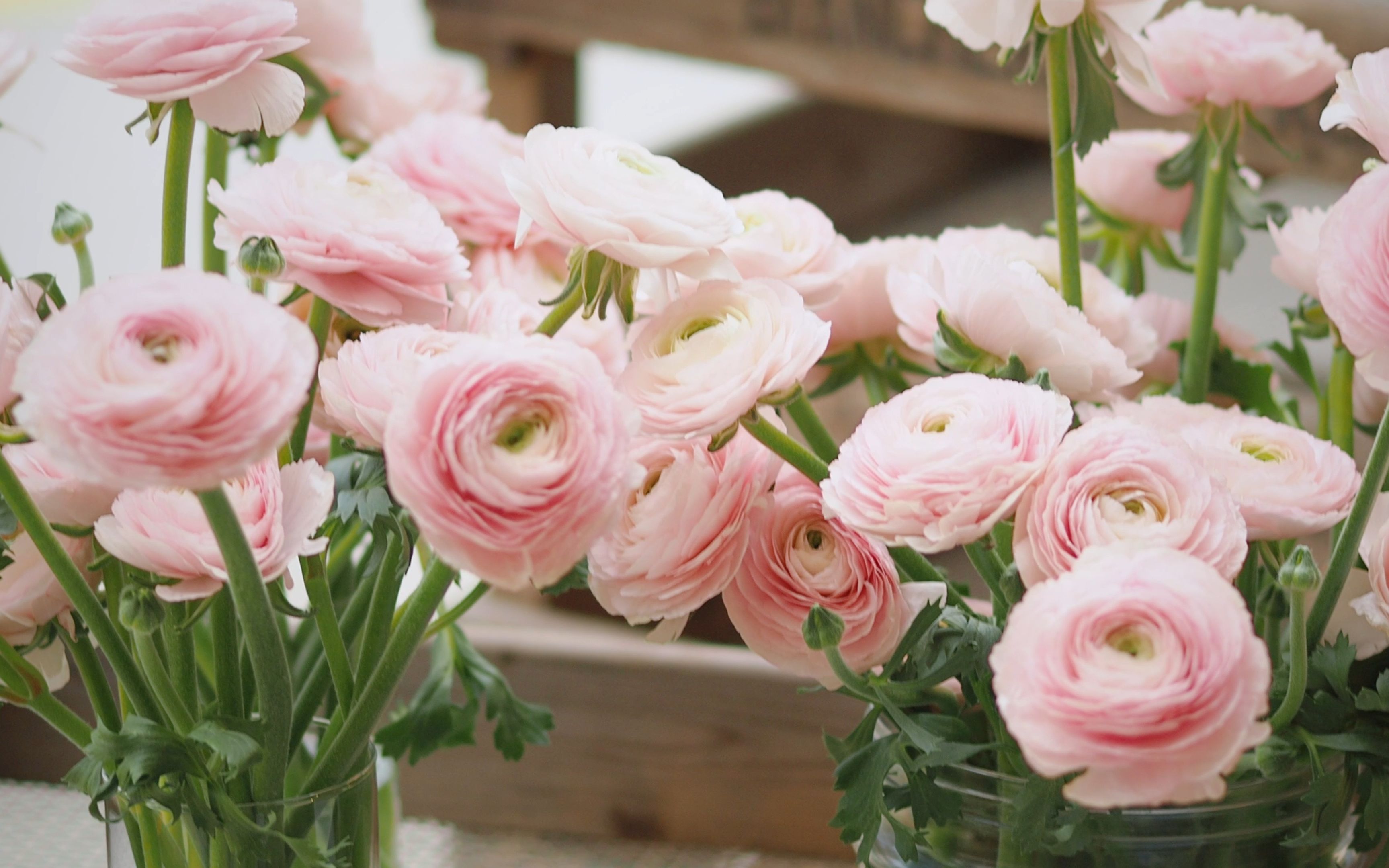 【4k】意大利花毛茛 & 银莲花育种公司 biancheri creazioni 2023开放