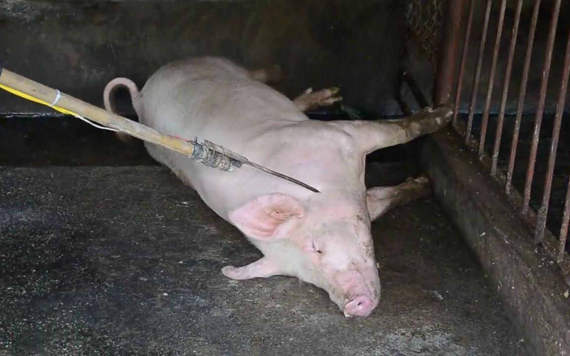 神使「猪」 高科技电击神器，高压电无痛宰杀，全程没有一丝痛苦_哔哩哔哩_bilibili