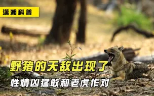 Download Video: 马彪现身祁连山，性情凶猛敢和老虎作对，它究竟是何方神圣？