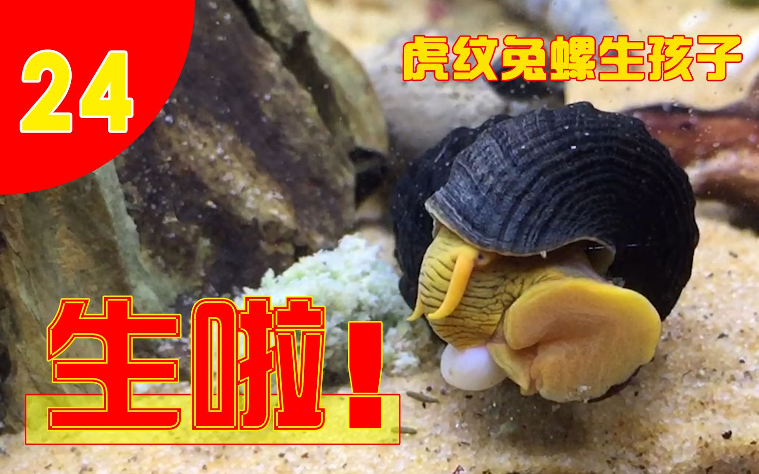 活动  【每天欣赏一种螺24】罕见:全程纪录虎纹兔螺生孩子,普天同庆!