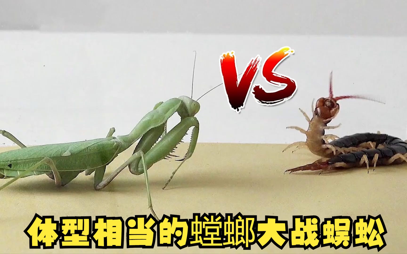 螳螂和蜈蚣打架图片