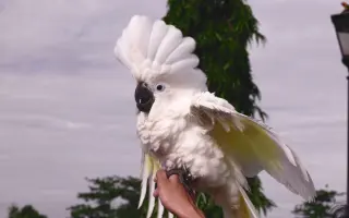 雨伞巴丹鹦鹉 哔哩哔哩 Bilibili 雨伞巴丹鹦鹉 哔哩哔哩 Bilibili