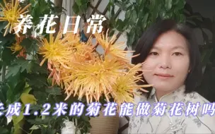 Download Video: 养成1.2米的菊花能做菊花树吗，很期待！