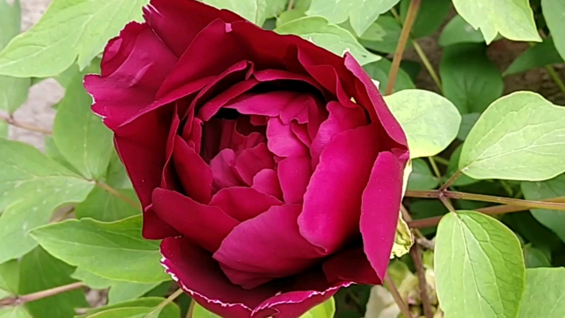 黑夫人牡丹开的很艳