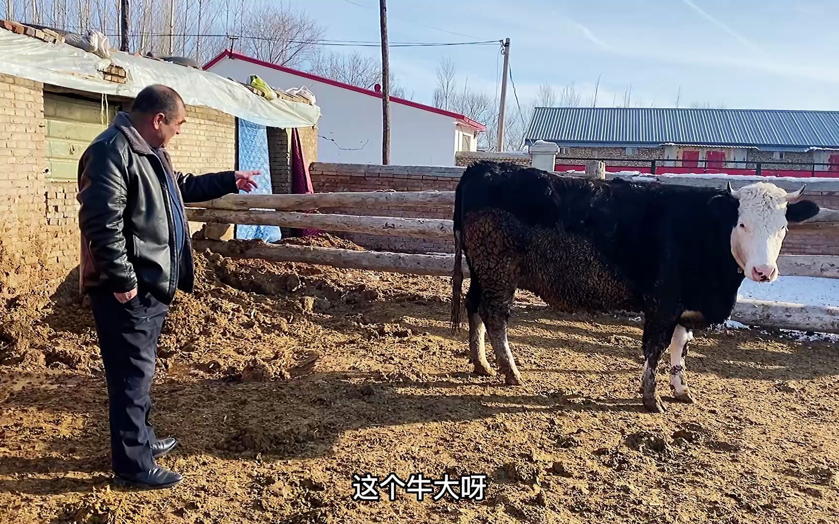 [图]新疆养牛赚不赚钱？老爸春天要搞养殖，带着法特去牛圈考察行情