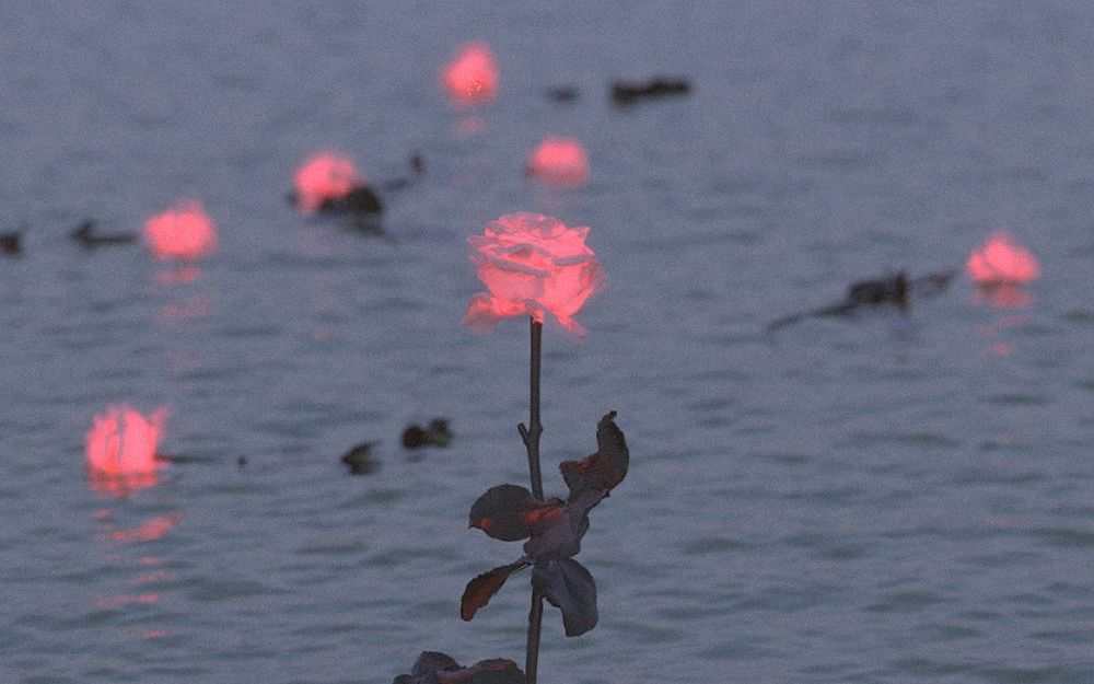 [图]在大海里种玫瑰，会是什么感觉？