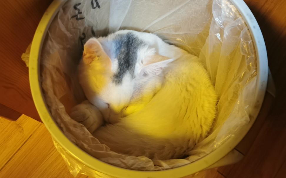 关于回到家发现我家猫在垃圾桶里