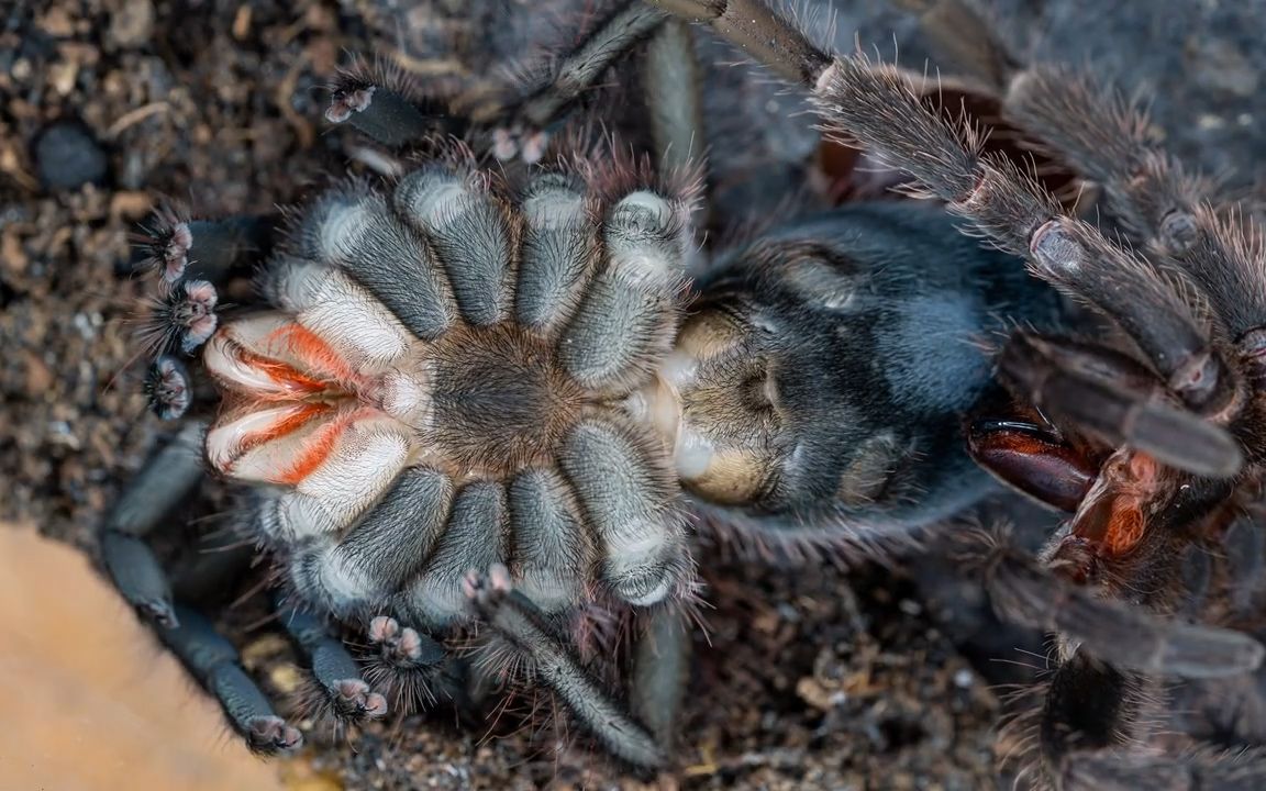 活动  一分钟看完捕鸟蛛蜕皮过程