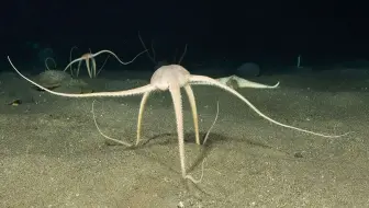 这不是科幻片场景，2400米深海底，几只怪异生物正在抢夺食物