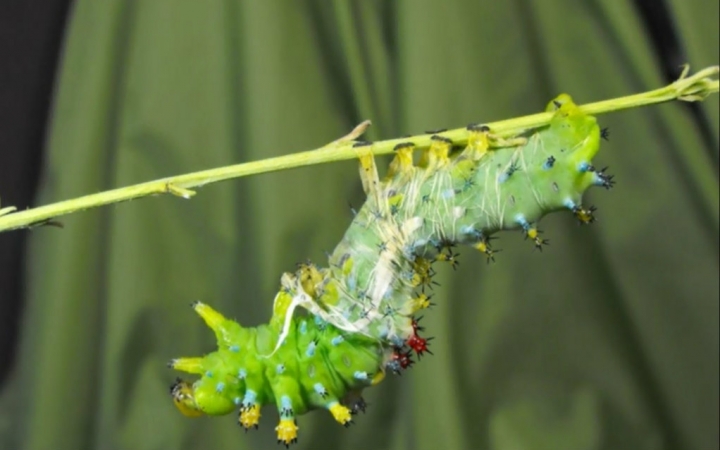 【天蚕蛾的生命周期 Cecropia Moth Life Cycle】【一个痛苦的历程...@@】哔哩哔哩bilibili