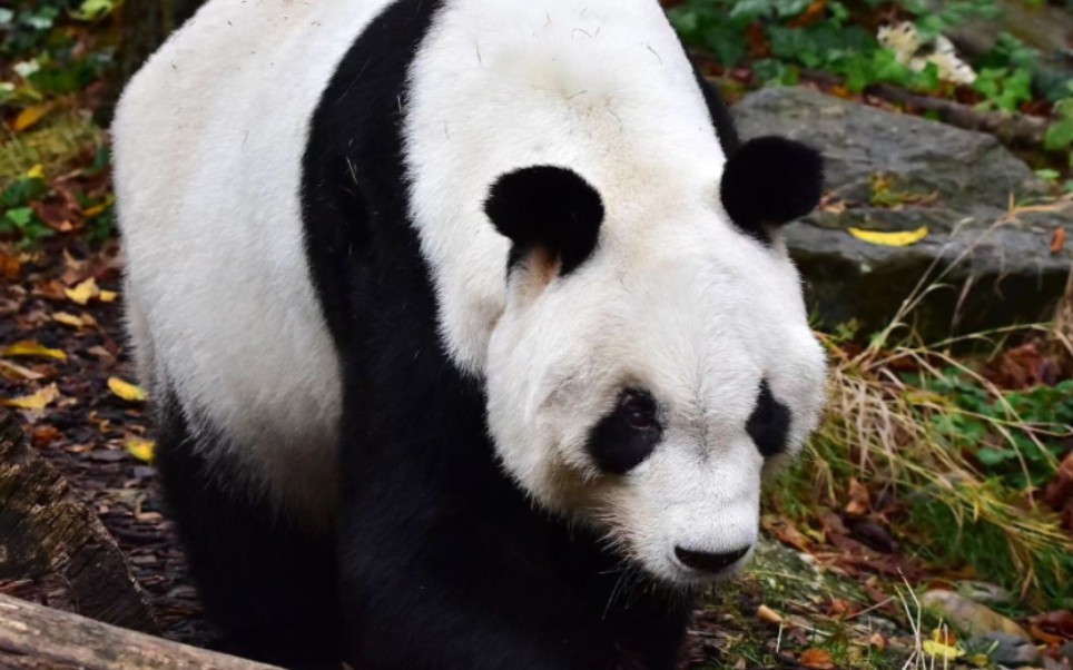 【美泉宫动物园】大熊猫阳阳园园