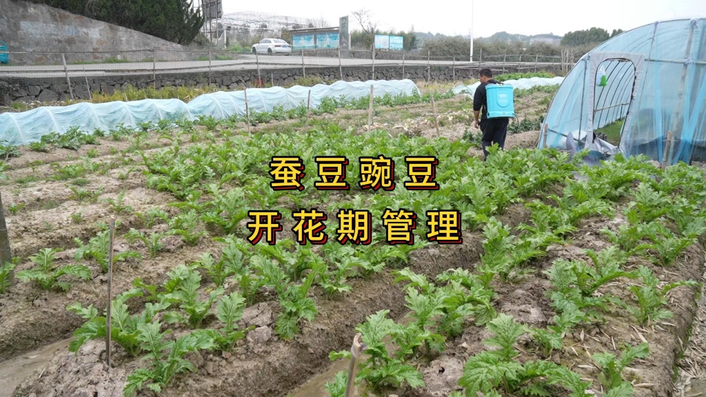 蚕豆豌豆开花期喷点硼肥促进开花哔哩哔哩bilibili