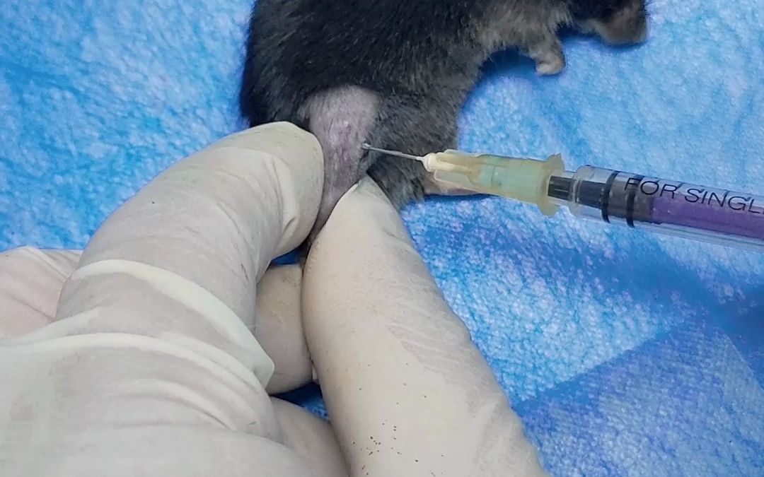 小鼠关节腔注射