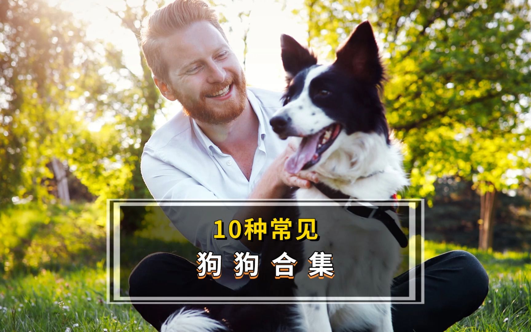 10种常见狗狗合集,你最想养的是哪种狗狗呢?哔哩哔哩bilibili