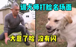 Download Video: 训犬师失误打脸名场面，被眼神和善的狗狗咬了，原谅我不厚道笑了